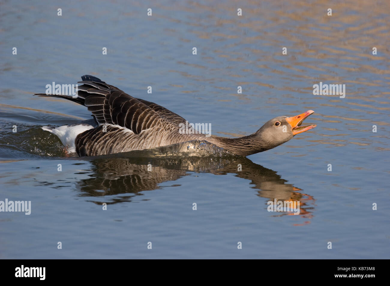 Greylag Goose (Anser anser) in aggressive posture, Oostvaardersplassen Nature Reserve, The Netherlands Stock Photo