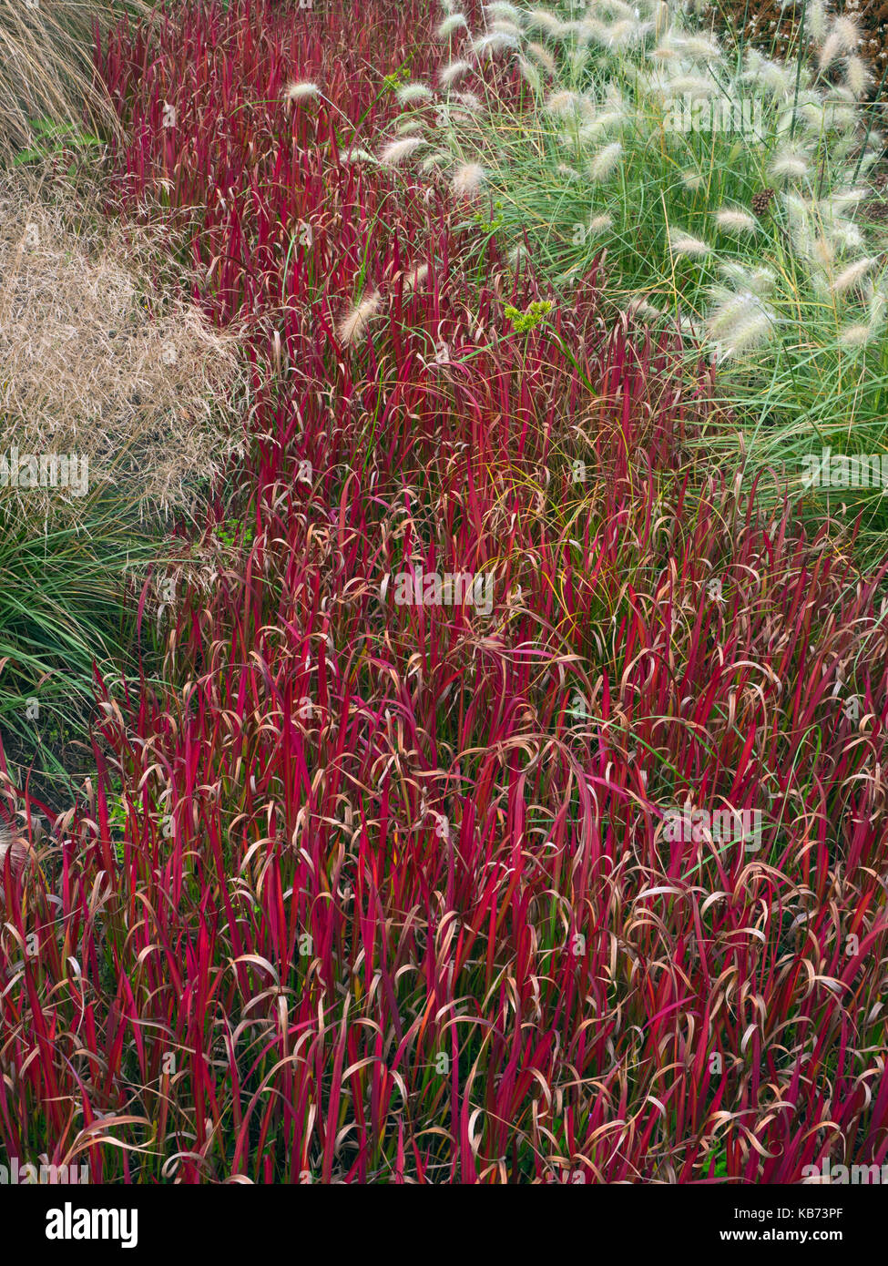 Imperata cylindrica 'Rubra' or Japanese blood grass in garden border Stock Photo