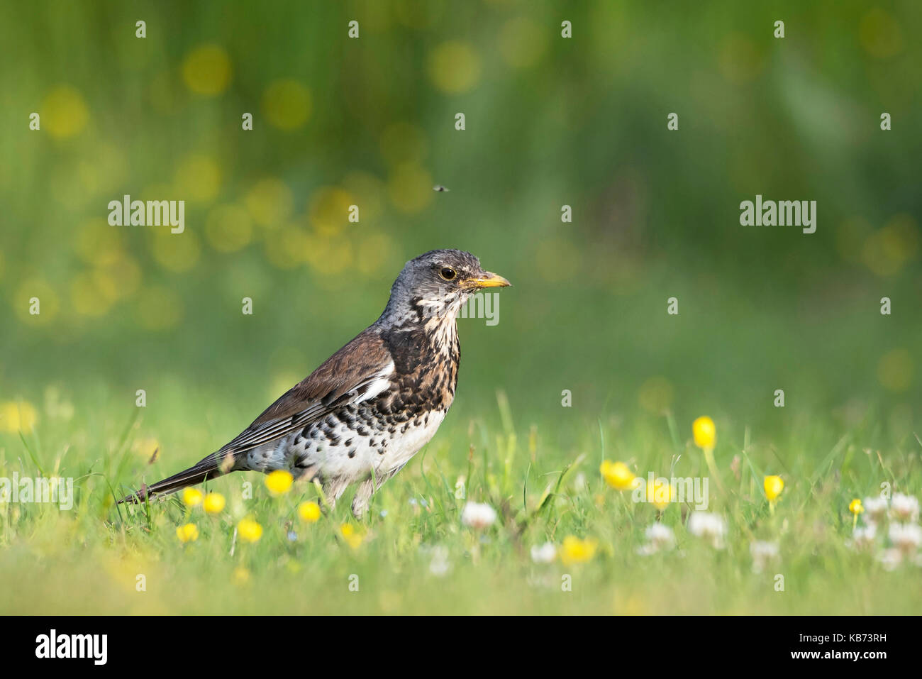 Fieldfare (Turdus pilaris) in low angle view in grassland with white clover (Trifolium repens) and Buttercup (Ranunculus sp.), Norway, Buskerud, Royse Stock Photo
