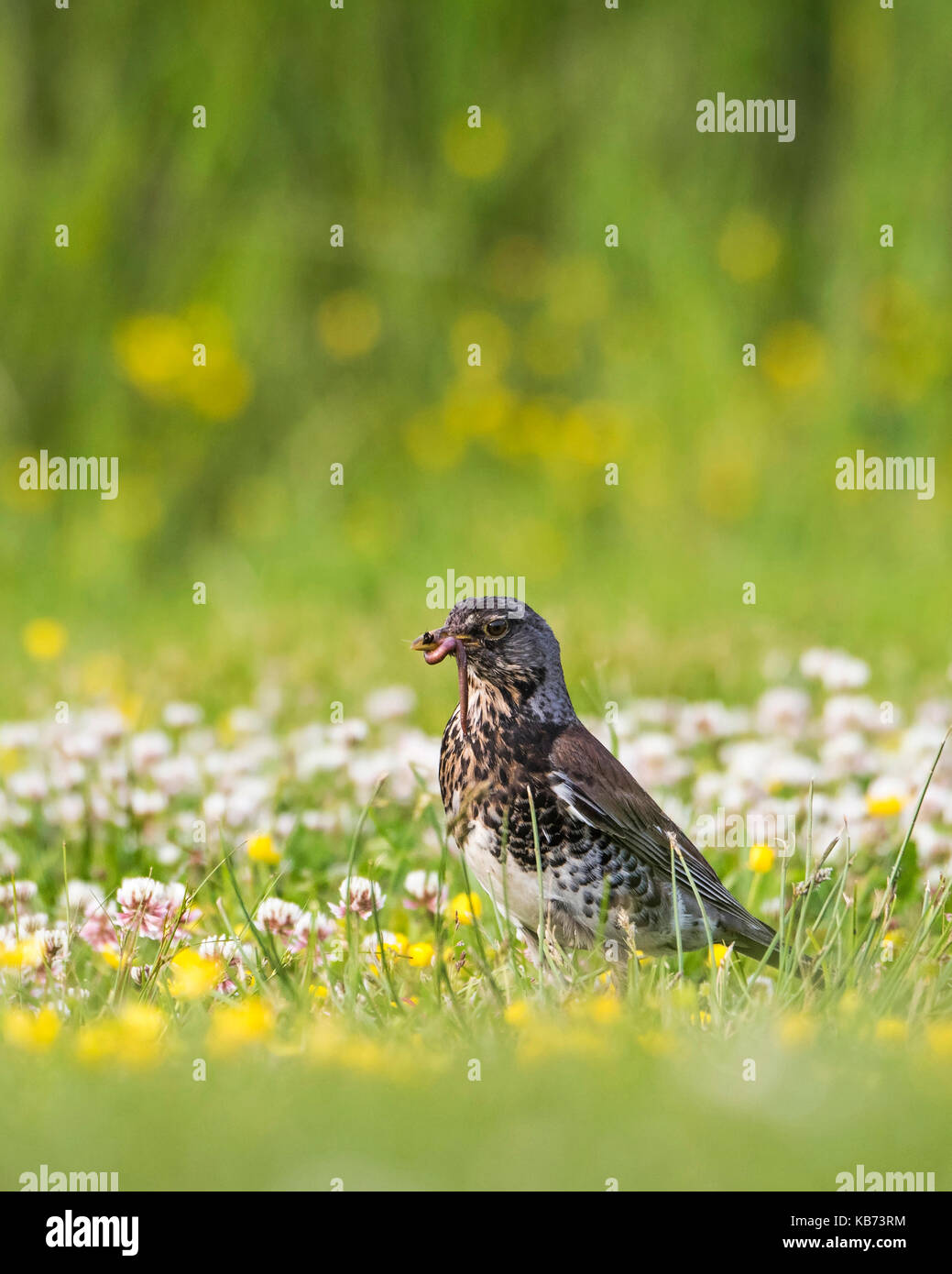 Fieldfare (Turdus pilaris) with earthworm (Lumbricus terrestris) in a field of white clover (Trifolium repens) and Buttercup (Ranunculus sp.), Norway, Buskerud, Royse Stock Photo