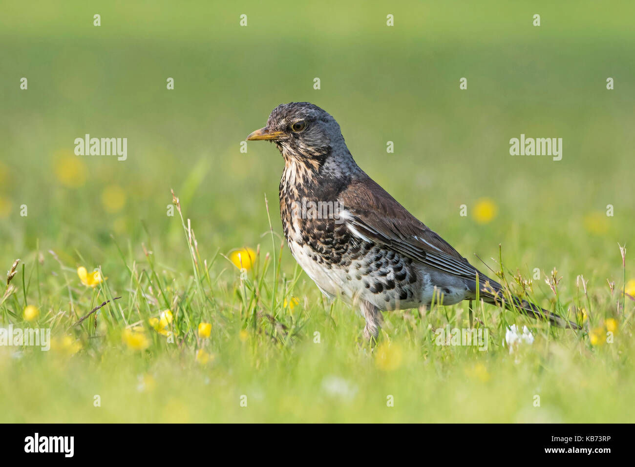 Fieldfare (Turdus pilaris) in grassland with white clover (Trifolium repens) and Buttercup (Ranunculus sp.), Norway, Buskerud, Royse Stock Photo