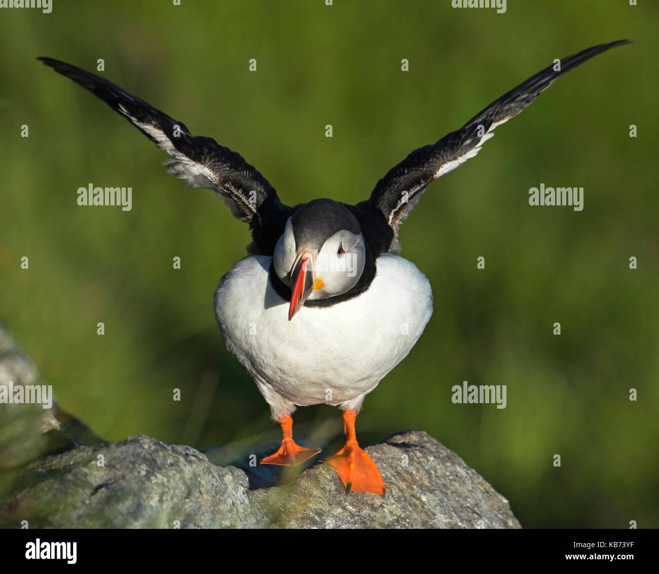 Atlantic Puffin (Fratercula arctica) flapping his wings and stamping his feet, Norway, More og Romsdal, Runde island Stock Photo