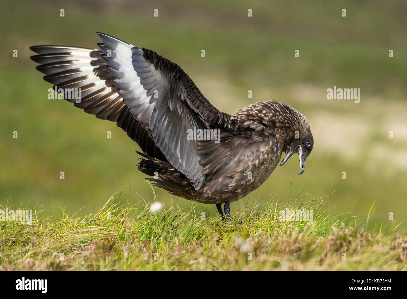 Great Skua (Stercorarius skua) calling with stretched wings and head bowed to impress intruders, Norway, More og Romsdal, Runde island Stock Photo