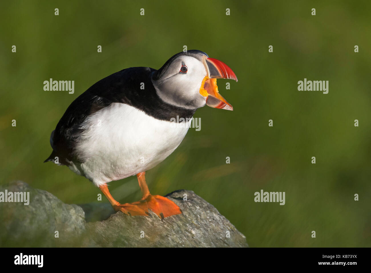 Atlantic Puffin (Fratercula arctica) yawning with bill wide open, Norway, More og Romsdal, Runde island Stock Photo