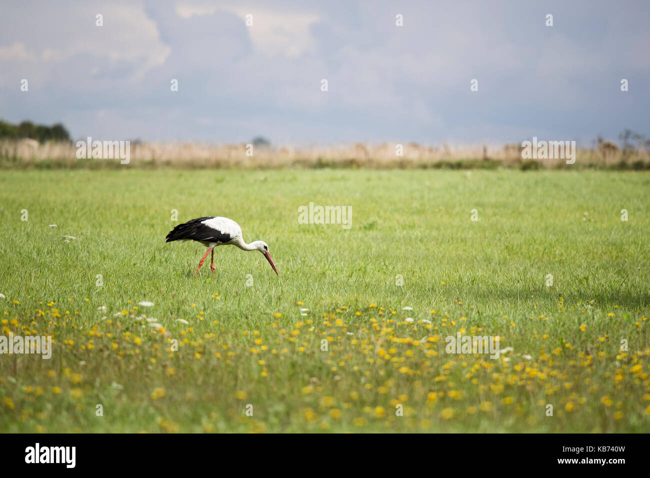 White Stork (Ciconia ciconia) foraging on a meadow, Lithuania, Klaipeda, Curonian Spit Stock Photo