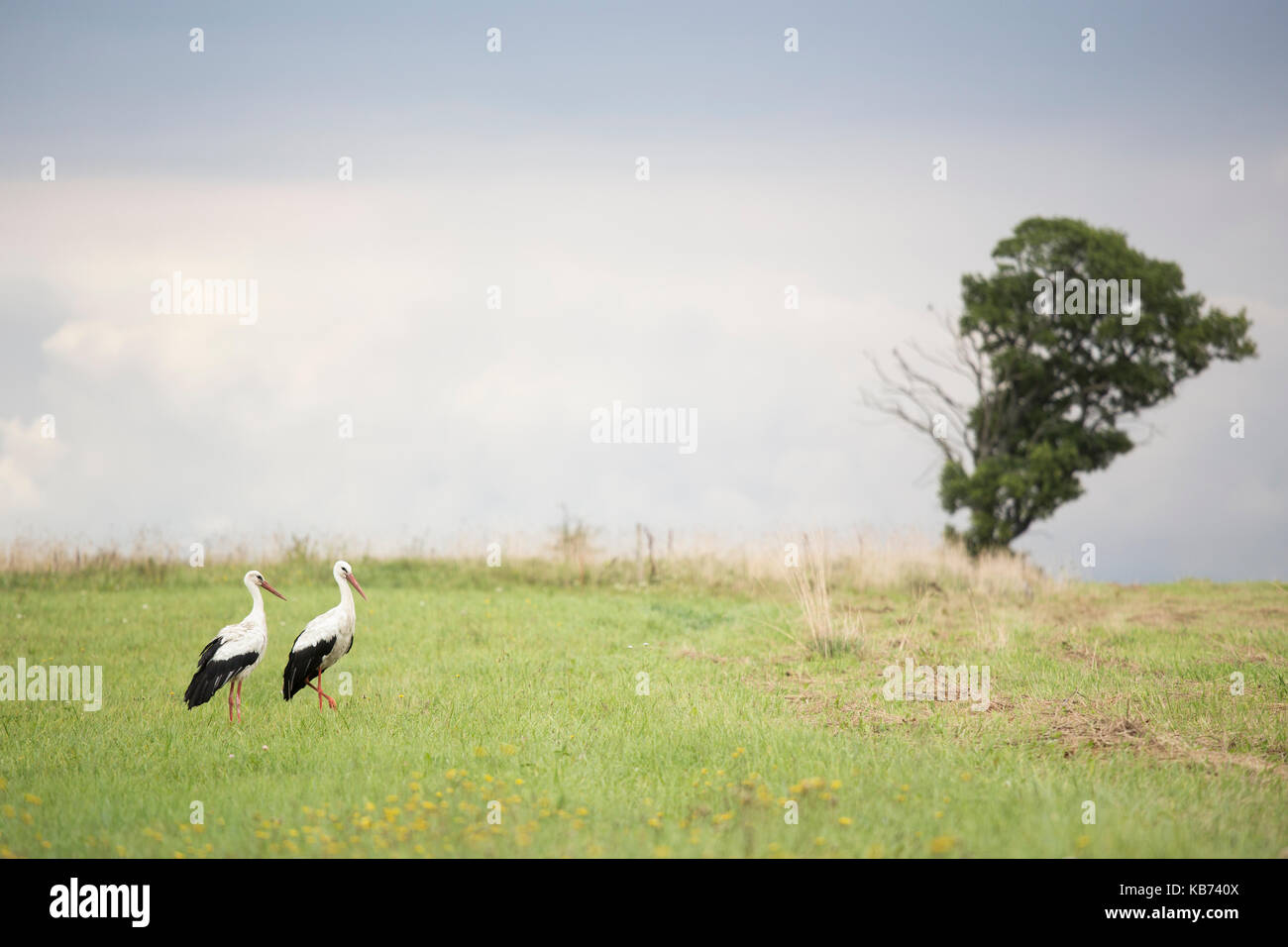 Two White Storks (Ciconia ciconia)walking through a meadow, Lithuania, Klaipeda, Curonian Spit Stock Photo