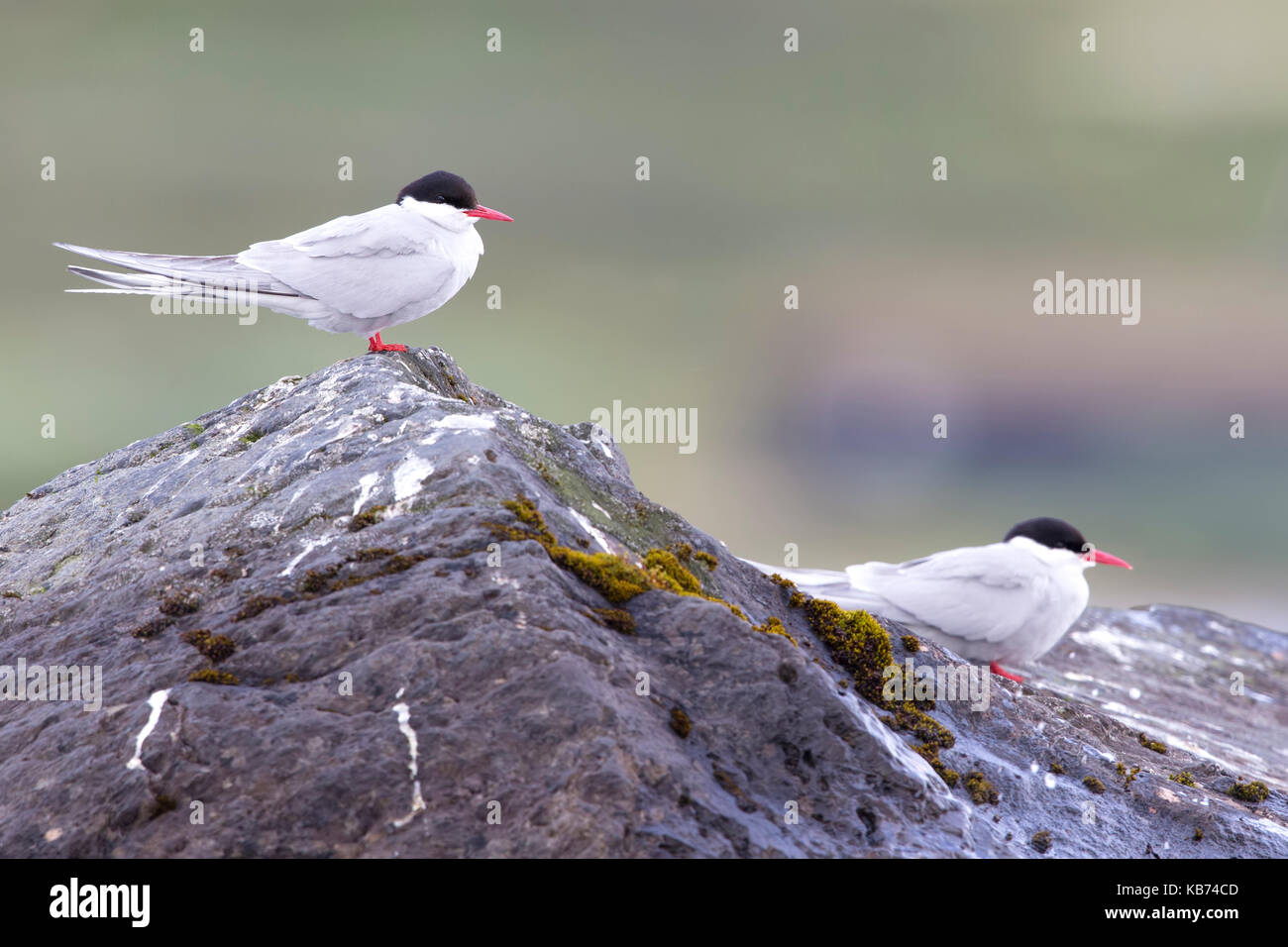 Arctic Terns (Sterna paradisaea) pair sitting on rock, Norway, Sor Trondelag Stock Photo
