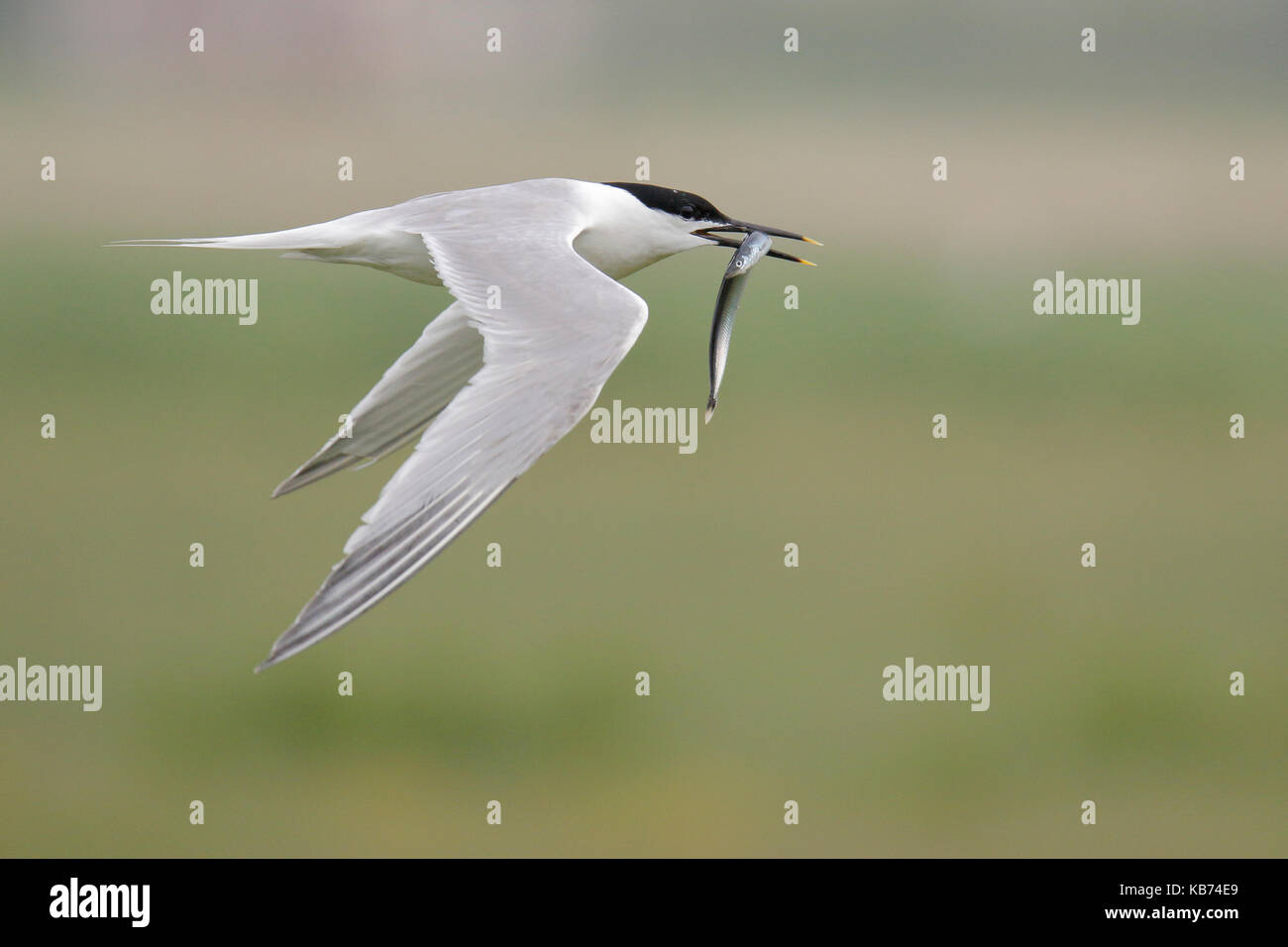 Sandwich Tern (Thalasseus sandvicensis) flying with Sand Eel ...