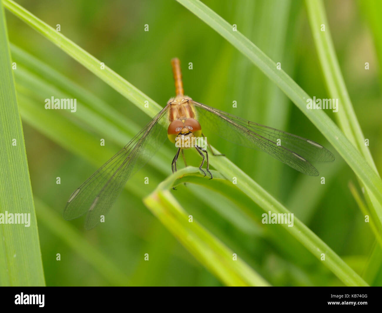 Keeled Skimmer (Orthetrum coerulescens) hunting from a leaf, France Stock Photo