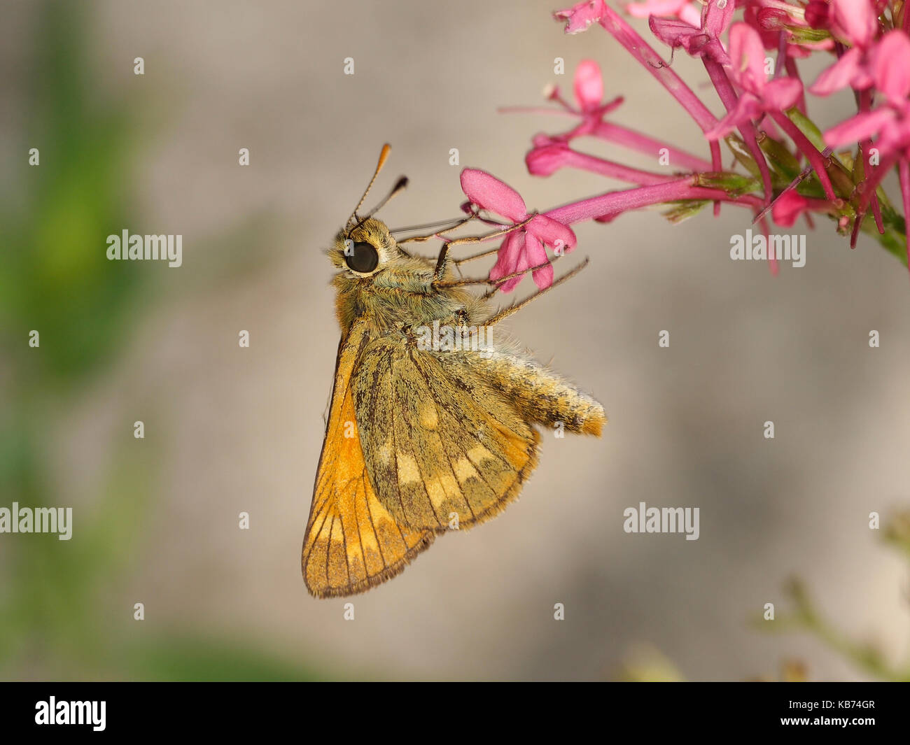 Large Skipper (Ochlodes sylvanus) hanging on a unidentified flower drinking nectar, France Stock Photo