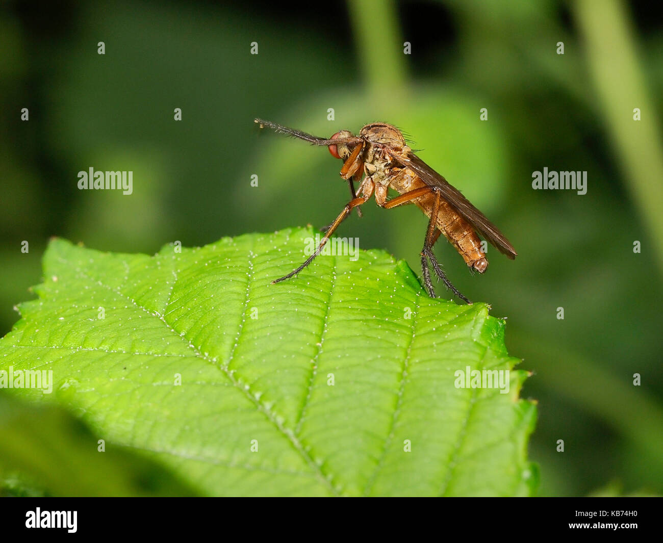 Dance Fly (Empis tessellata) cleaning its head, sitting on a leaf, France Stock Photo