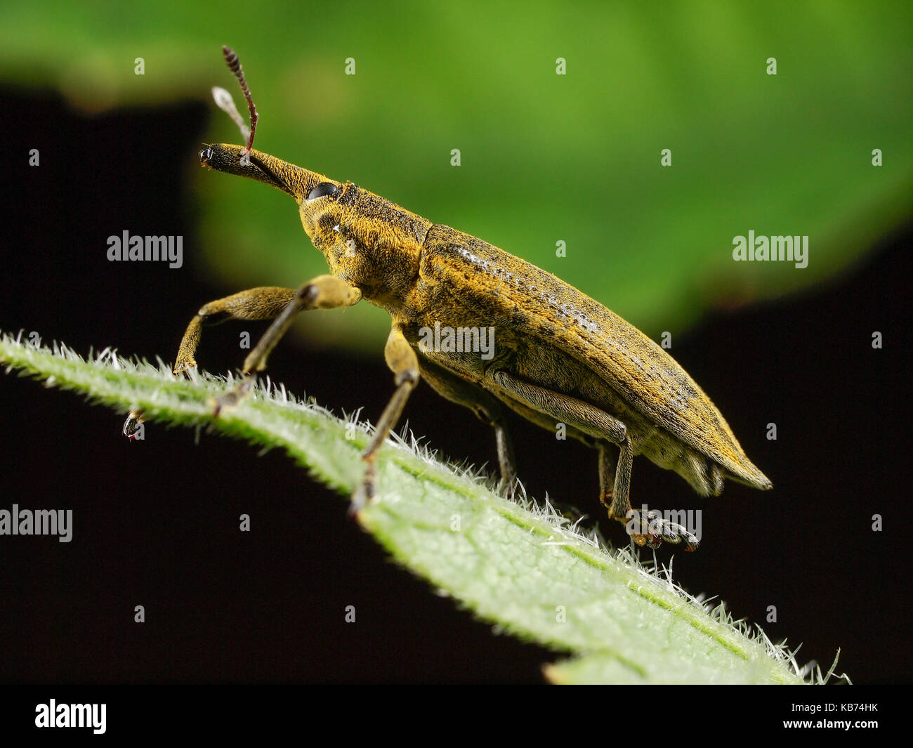 Yellow Weevil (Lixus iridis) close-up on a leaf, France Stock Photo