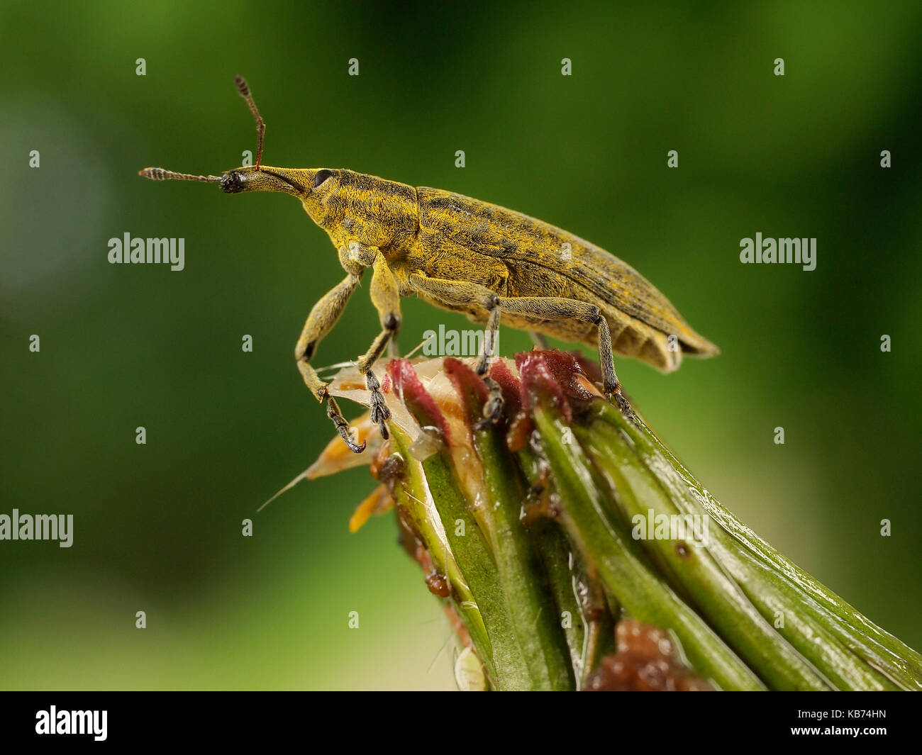 Yellow Weevil (Lixus iridis) walking on a plant, France Stock Photo
