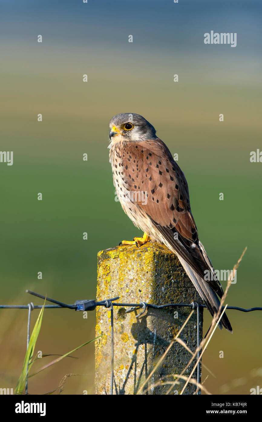 Common Kestrel (Falco tinnunculus) on a pole, the Netherlands, Flevoland, Dronten, Vossemeer Stock Photo