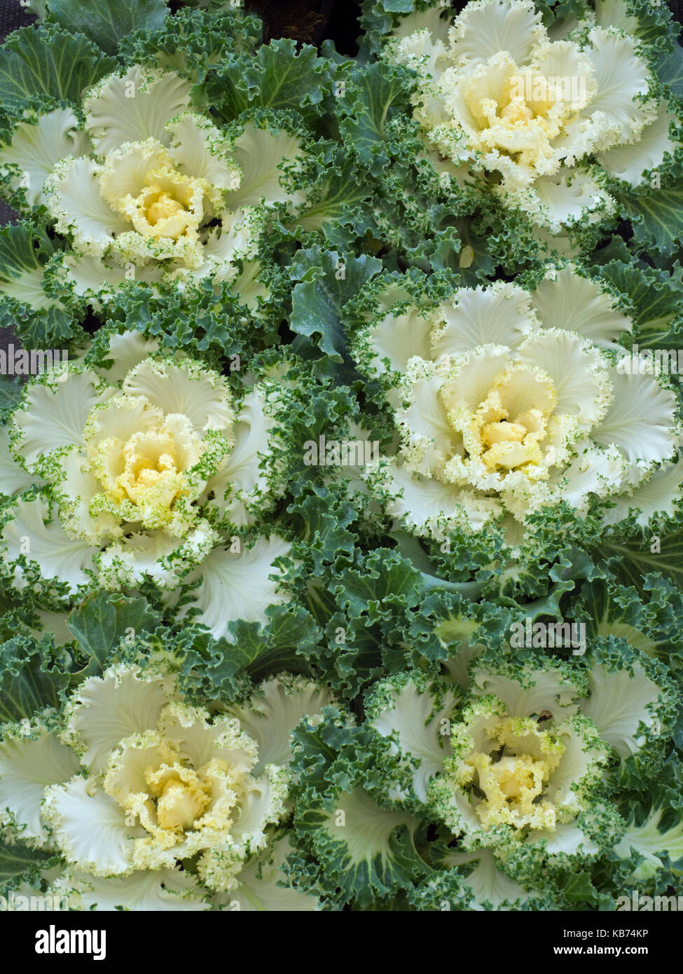 Nagoya White Ornamental Kale in garden border Stock Photo