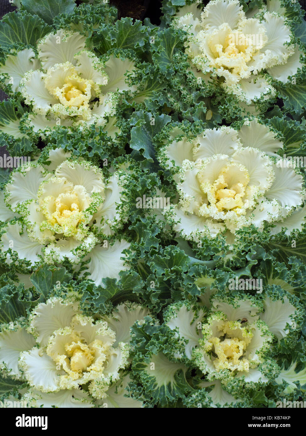 Nagoya White Ornamental Kale in garden border Stock Photo - Alamy