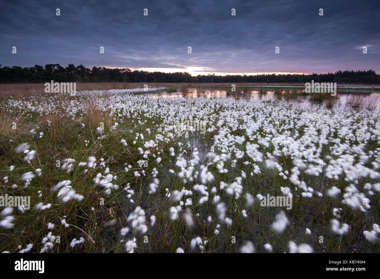 Common Cottongrass (Eriophorum angustifolium) field, Nederland, Noord-Brabant, Heeze, Kamerven Stock Photo