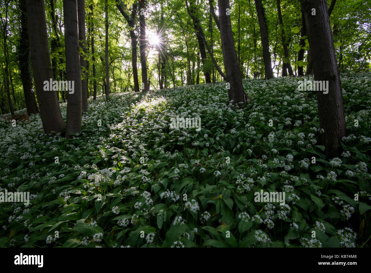 Wild Garlic (Allium ursinum) plants growing in the forest, The Netherlands, Limburg, Sint-Geertruid, Savelsbos Stock Photo