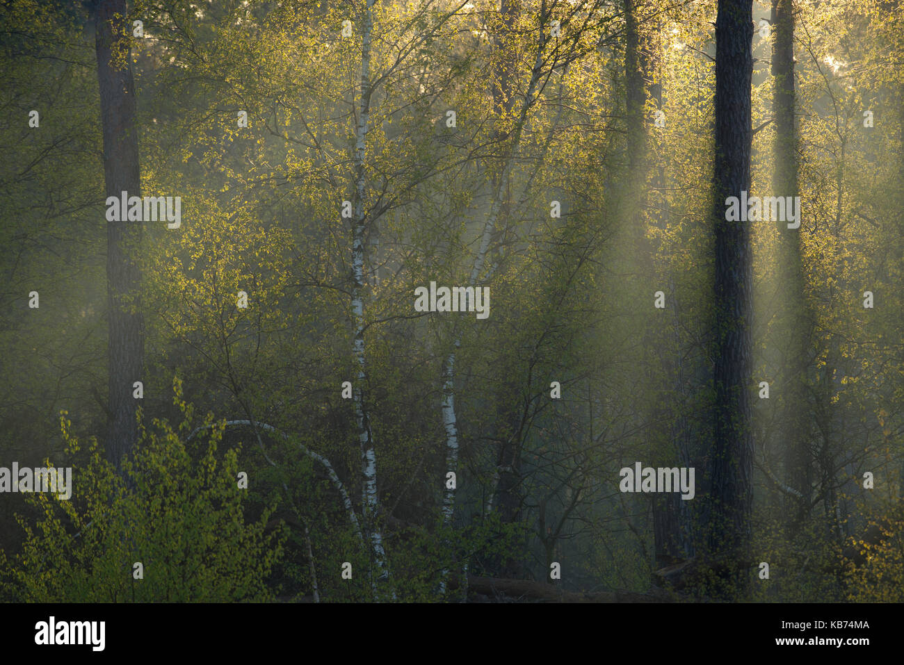 First sunbeams of the day through the trees, The Netherlands, Noord-Brabant, Heeze, Strabrechtse Heide Stock Photo