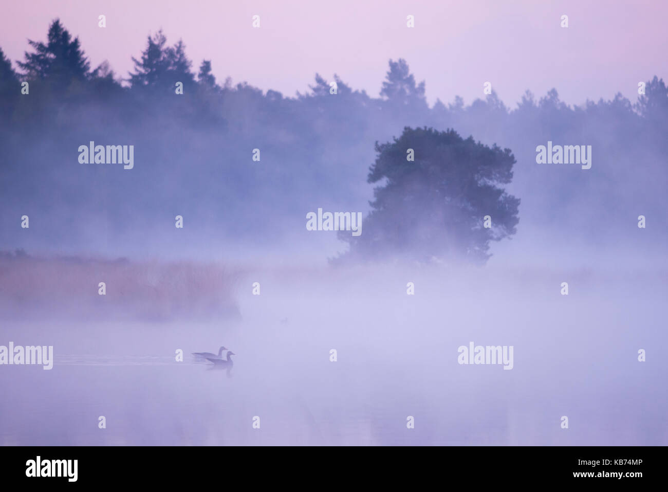 Greylag Goose (Anser anser) in morning fog, The Netherlands, Noord-Brabant, Heeze, Strabrechtse Heide Stock Photo