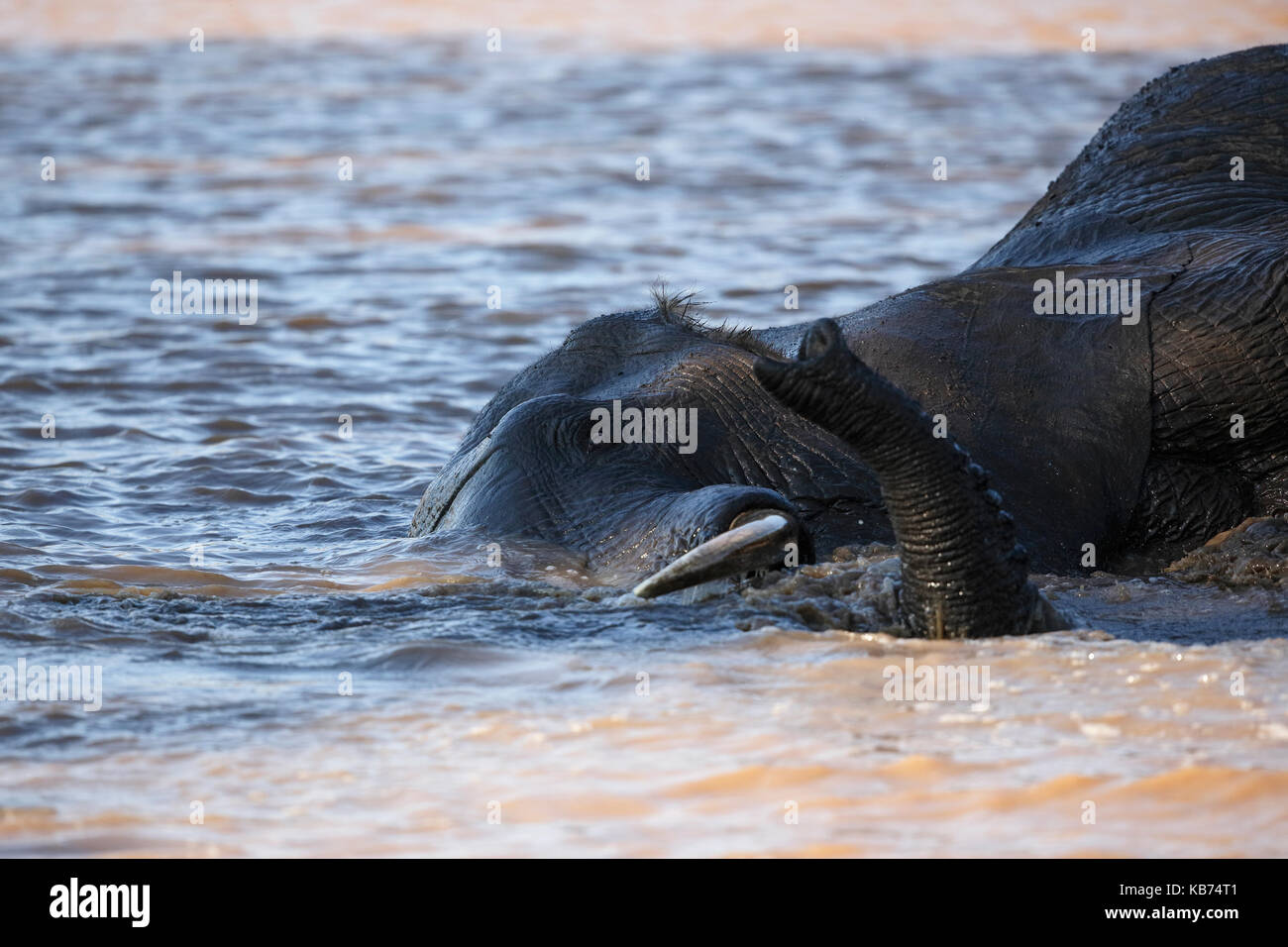 African Elephant (Loxodonta africana) bathing, South Africa, Mpumalanga, Kruger National Park Stock Photo