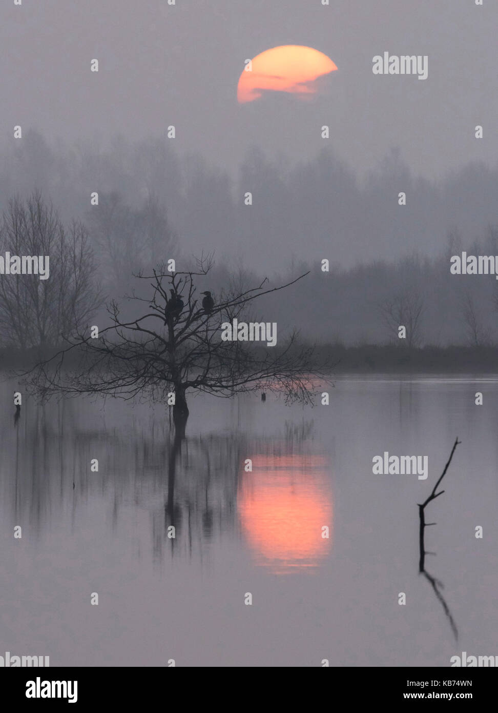 Great Cormorants (Phalacrocorax carbo) resting in a tree and reflected in a bog lake at dawn with a misty sunrise, The Netherlands, Drenthe, Bargerveen Nature Reserve Stock Photo
