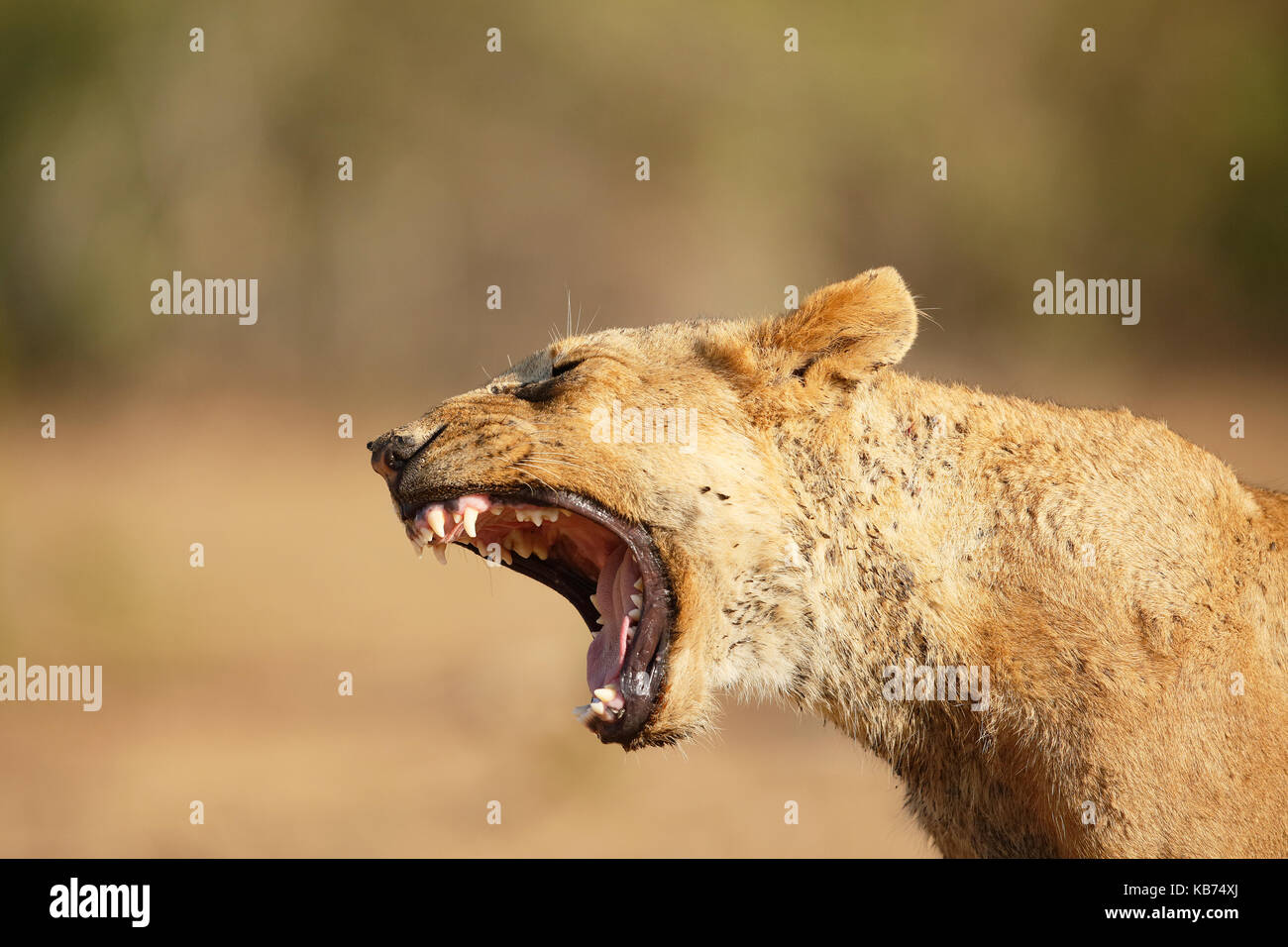 Lion (Panthera leo) sub-adult yawning, South Africa, Mpumalanga, Kruger National Park Stock Photo
