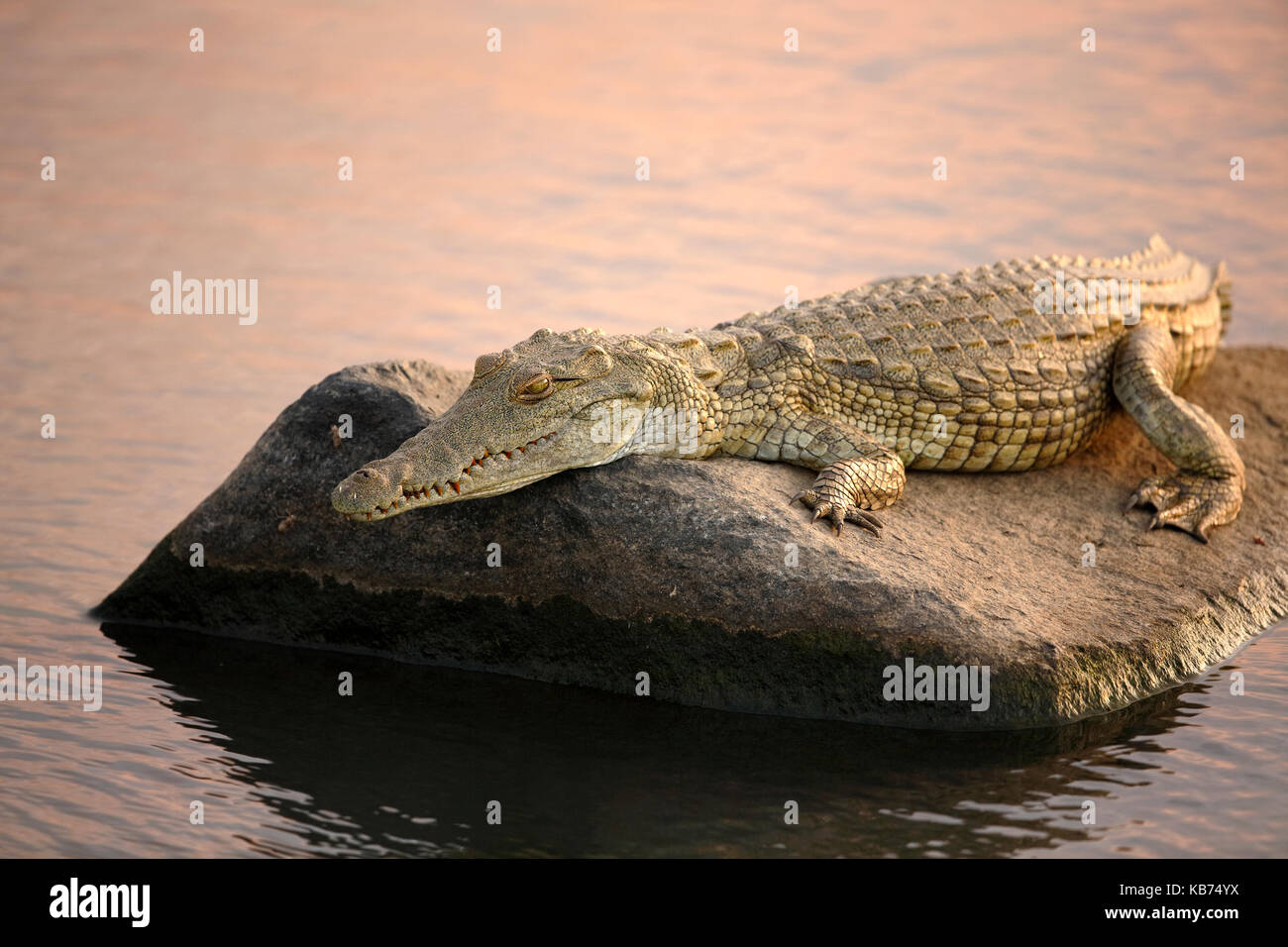 Nile Crocodile (Crocodylus niloticus) resting on a rock in a river, South Africa, Mpumalanga, Kruger National Park Stock Photo