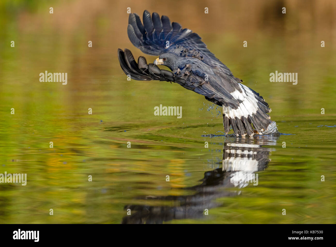 Great Black Hawk (Buteogallus urubitinga) hunting for fish above