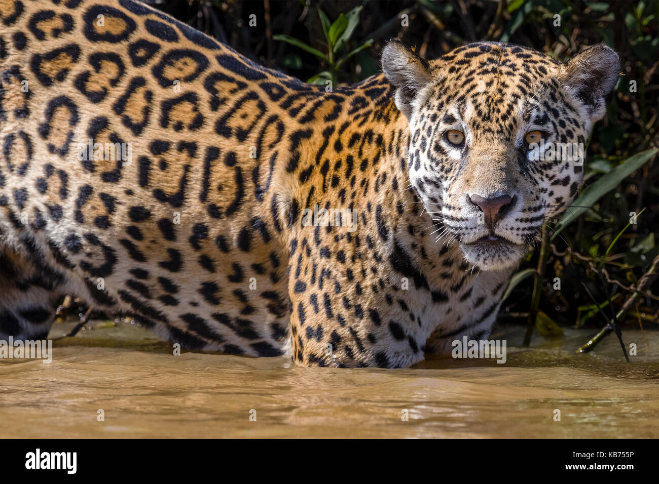 Jaguar (Panthera onca palustris) standing in the water, portrait, Brazil, Mato Grosso, Pantanal Stock Photo