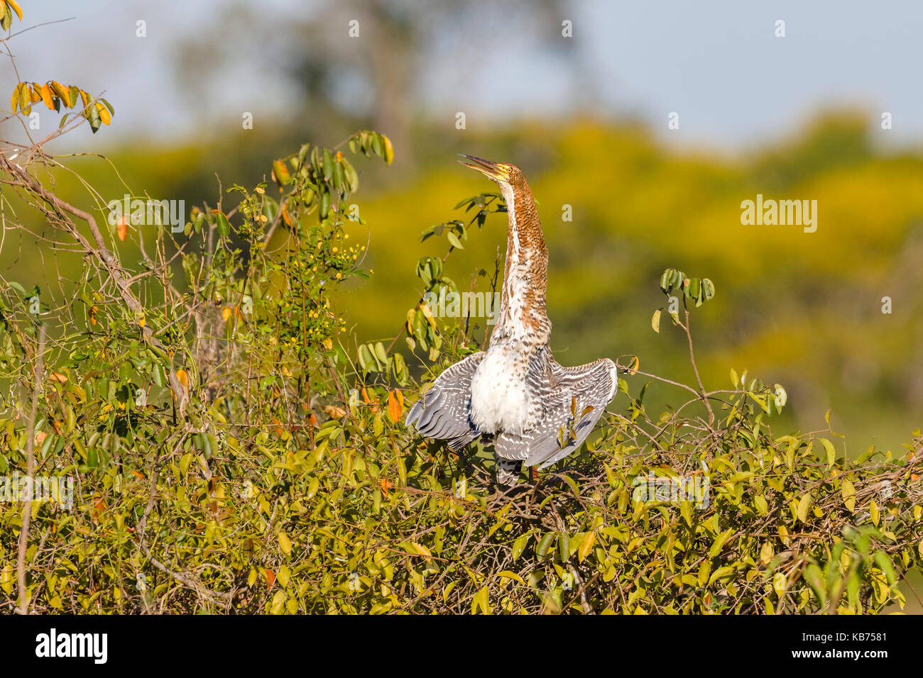 Rufescent Tiger Heron (Tigrisoma lineatum) perched on bush and basking in sun, Brazil, Mato Grosso, Pantanal Stock Photo