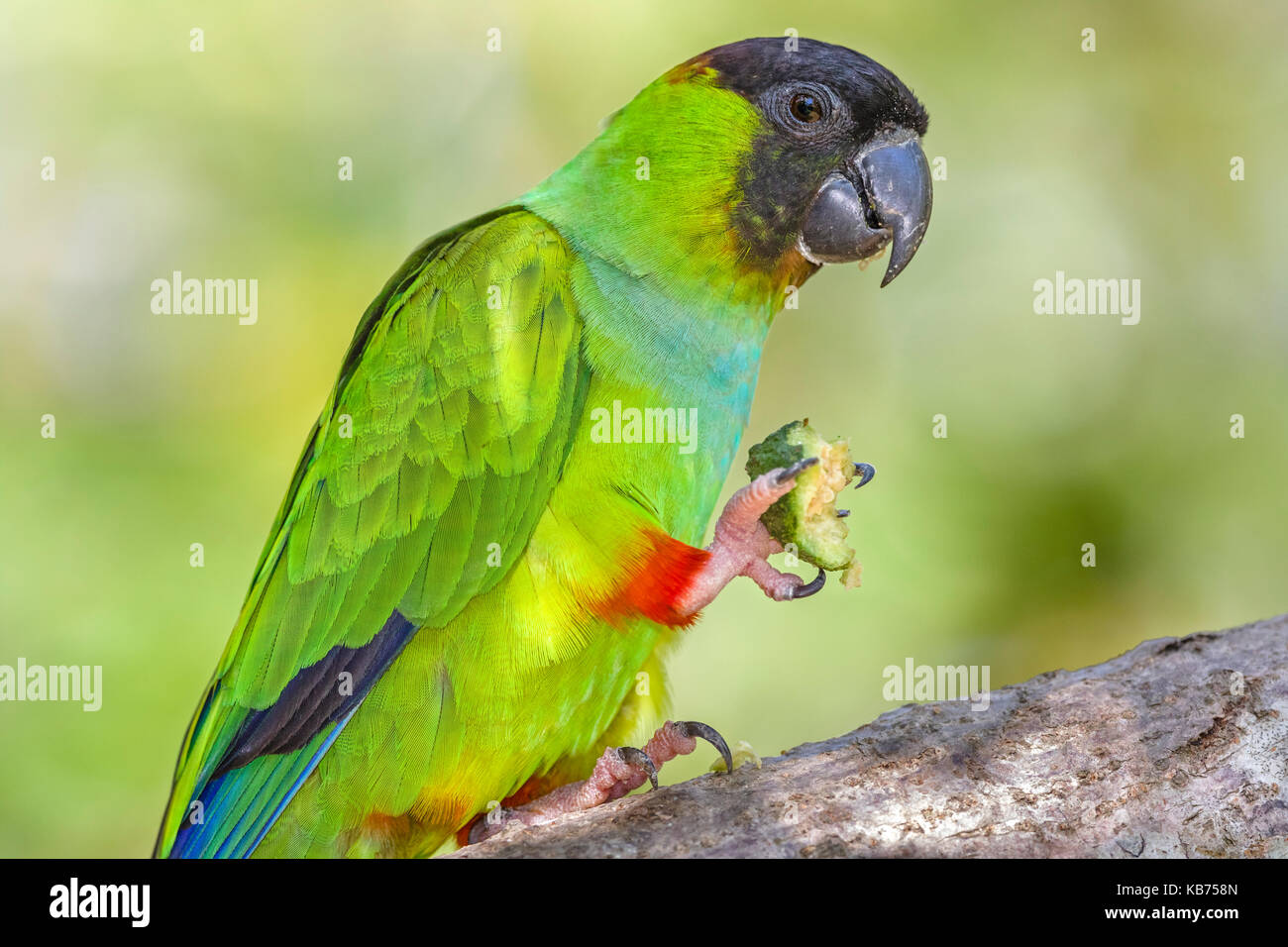 Black-hooded Parakeet (Aratinga nenday) with a fruit in its claw, Brazil, Mato Grosso, Pantanal Stock Photo