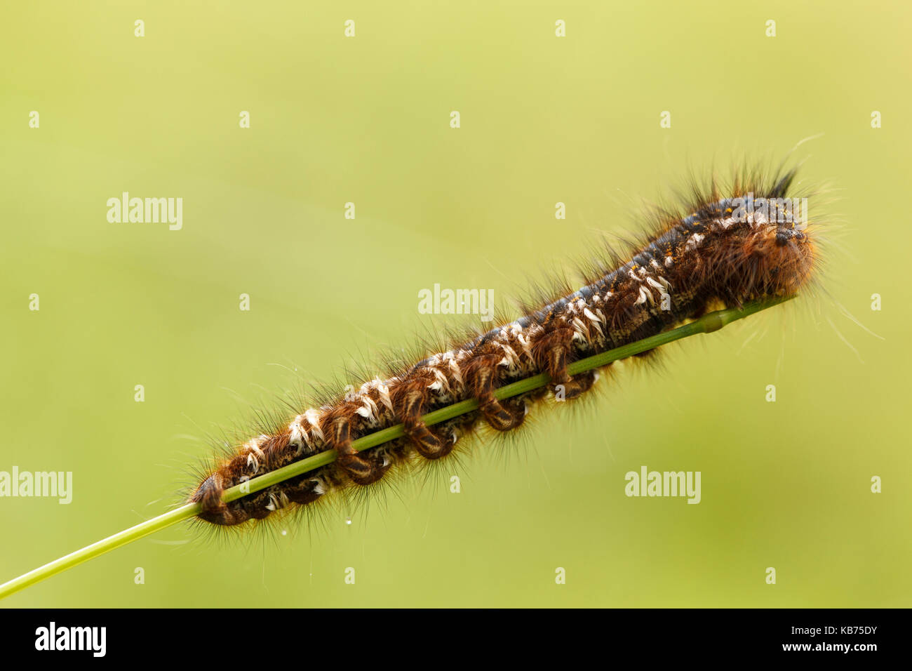 Drinker Moth (Euthrix potatoria) caterpillar eating, the Netherlands, gelderland, Fikkersdries Stock Photo