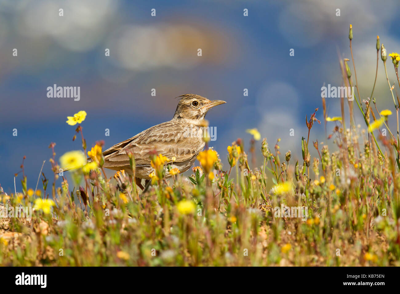 Crested Lark (Galerida cristata) in field with yellow flowers, Spain, Extremadura, Madrigalejo Stock Photo