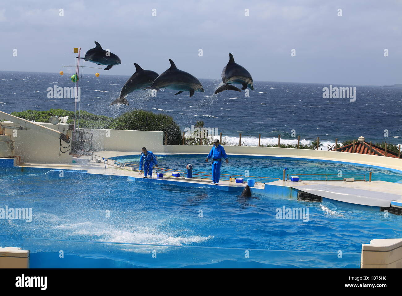 false killer whale act in the show in Okinawa Churaumi Aquarium Stock Photo