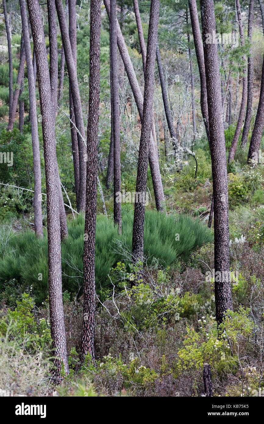 Pine forest, Spain, Extremadura, Sierra de Gredos Stock Photo