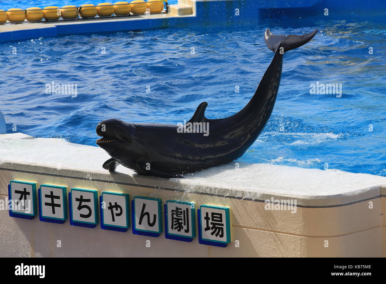 false killer whale act in the show in Okinawa Churaumi Aquarium Stock Photo