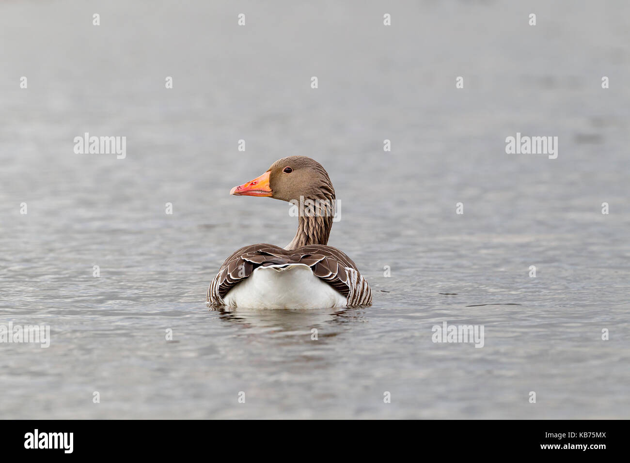 Greylag Goose (anser anser) swimming, the Netherlands, ZuidHolland