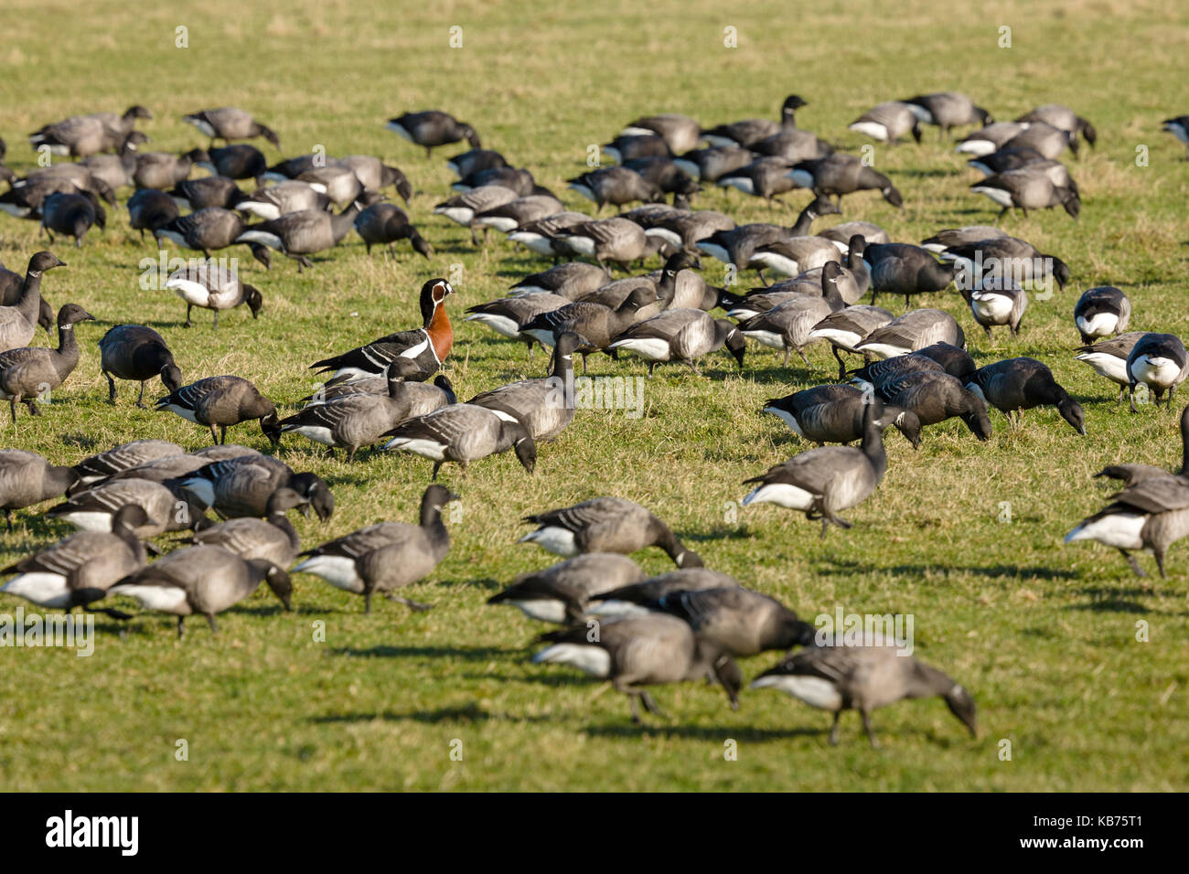 Red-breasted Goose (Branta ruficollis) standing among Brent Geese (Branta bernicla) group in grassland, The Netherlands, Friesland, Lauwersmeer National Park Stock Photo