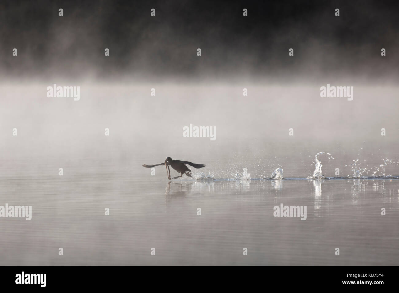 Common Coot (Fulica atra) flying across surface of a misty lake, England, Devon, Stover Country Park Stock Photo