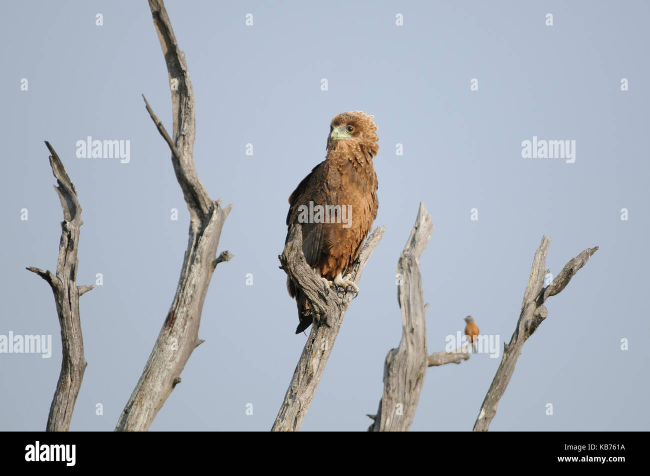 Bateleur Eagle (Terathopius ecaudatus) juvenile and Cinnamon-breasted Bunting (Emberiza tahapisi) perched on dead tree, South Africa, Limpopo, Kruger National Park Stock Photo