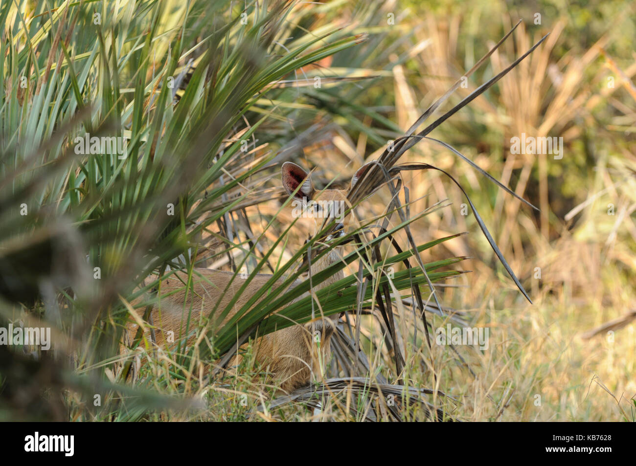 Bushbuck (Tragelaphus scriptus) female hiding behind palm tree, South Africa, Limpopo, Kruger National Park Stock Photo