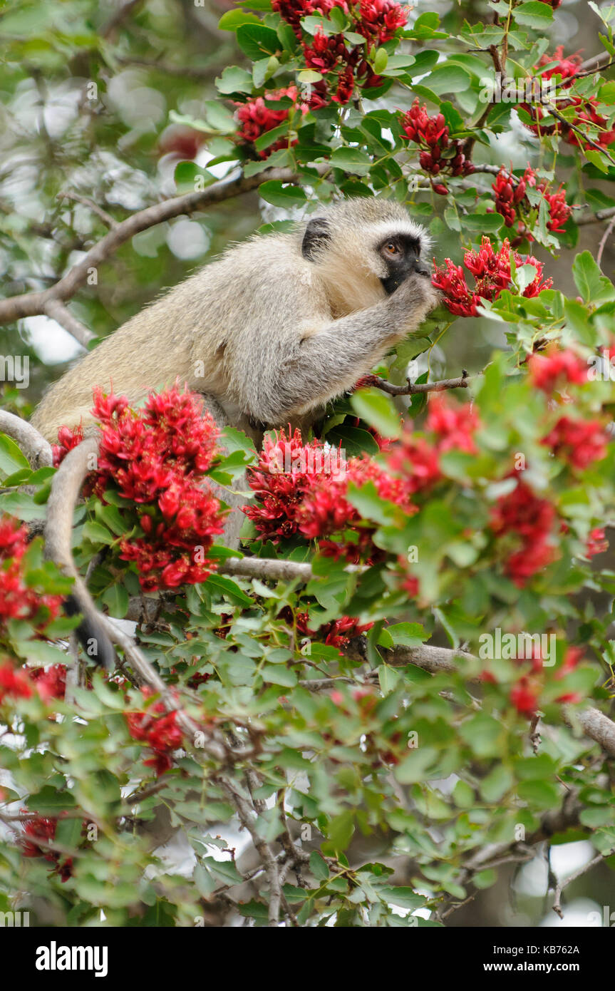 Vervet Monkey (Cercopithecus pygerythrus) feeding on flowers of Weeping Boer-bean (Schotia brachypetala) tree, South Africa, Limpopo, Punda Maria, Kruger National Park Stock Photo