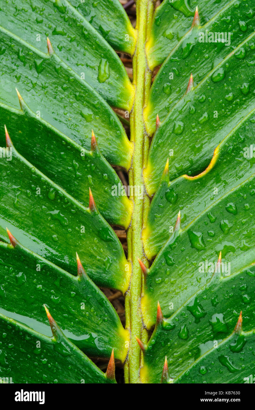 Modjadji Cycad (Encephalartos transvenosus) leaf, South Africa, Limpopo, Modjadji Cycad Nature Reserve Stock Photo