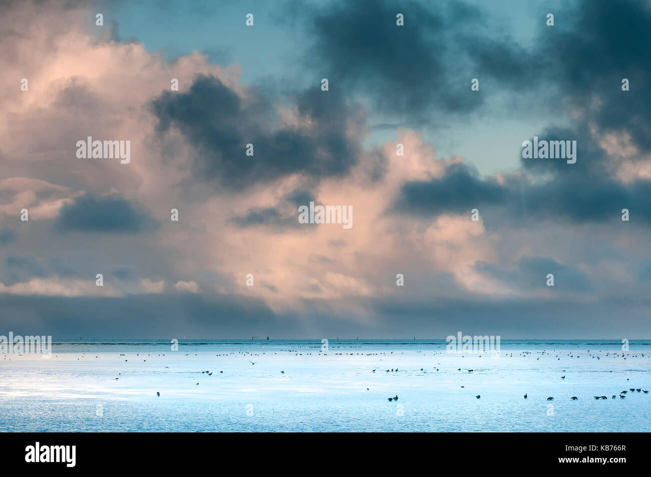 Stormclouds passing by over a low tide Waddensea landscape with miscelaneous waterbirds in the foreground, The Netherlands, Friesland, Ameland Stock Photo