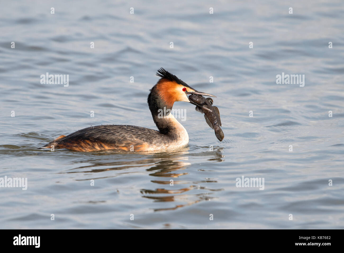 Great Crested Grebe (Podiceps cristatus) with a Round Goby (Neogobius melanostomus) in its beak, The Netherlands, Overijssel Stock Photo