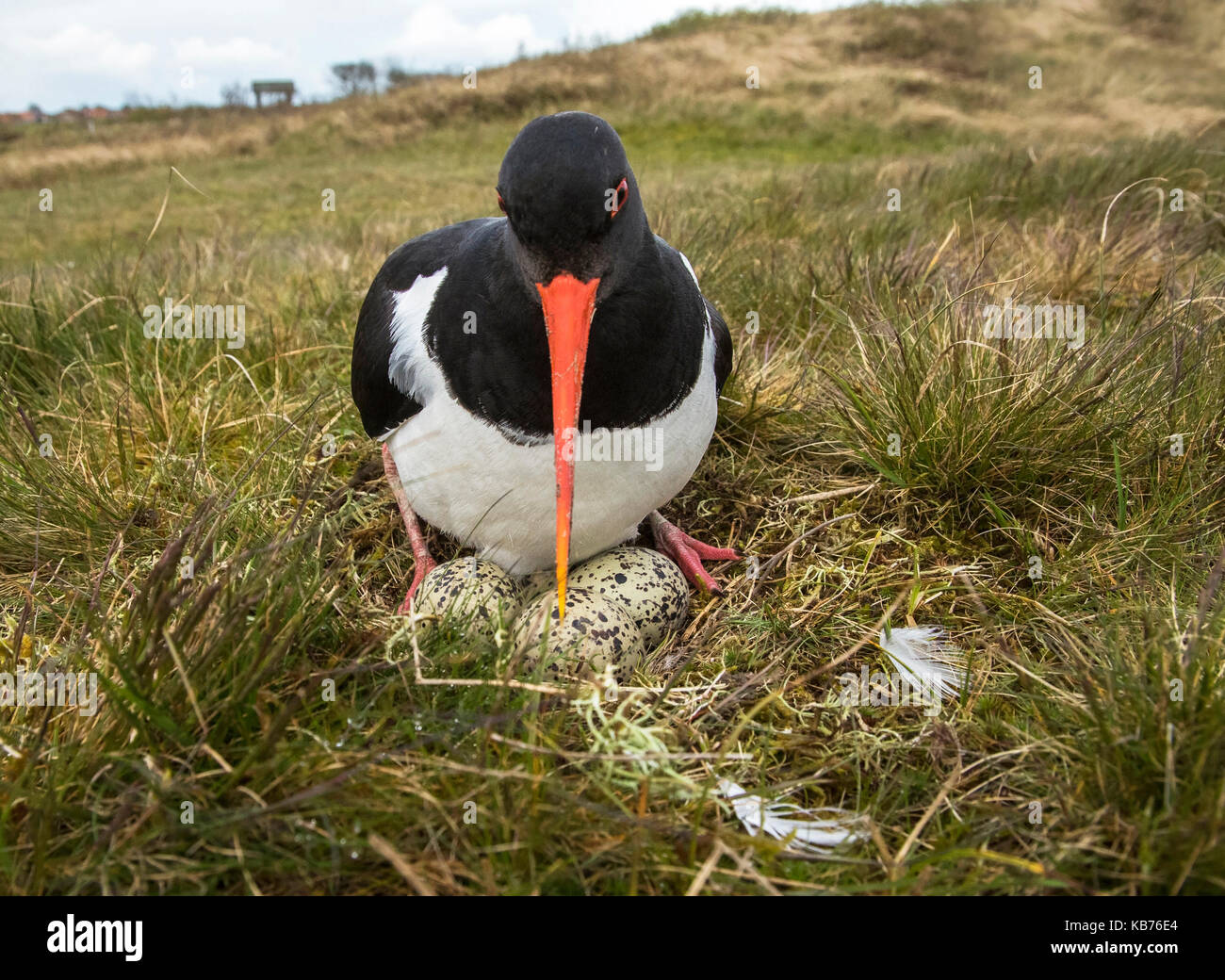 eurasian-oystercatcher-haematopus-ostralegus-on-nest-with-4-eggs-the