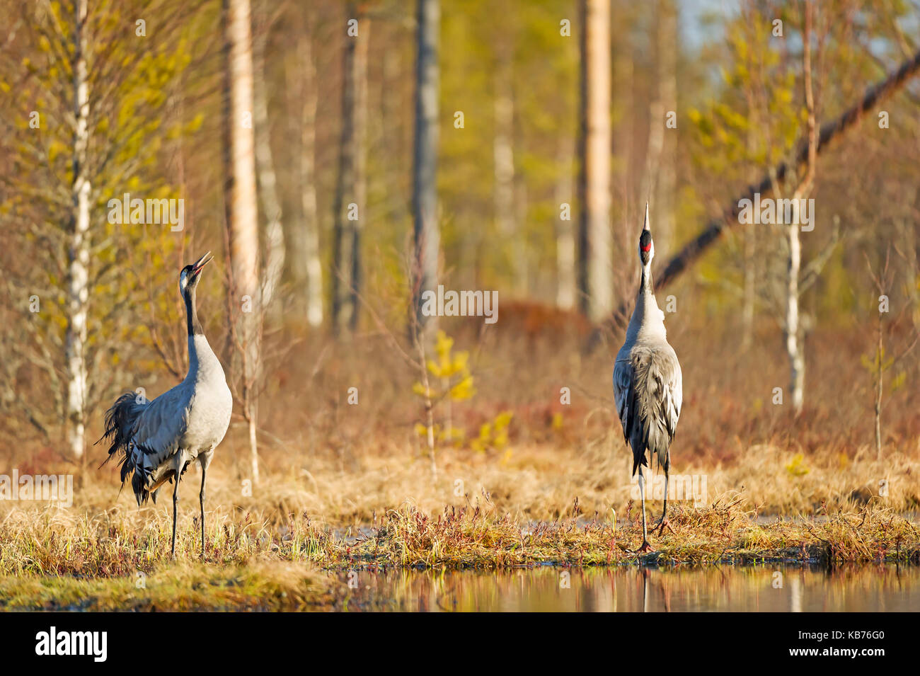 Common Cranes (Grus grus) near the lake, Sweden, Hamra, Hamra National Park Stock Photo