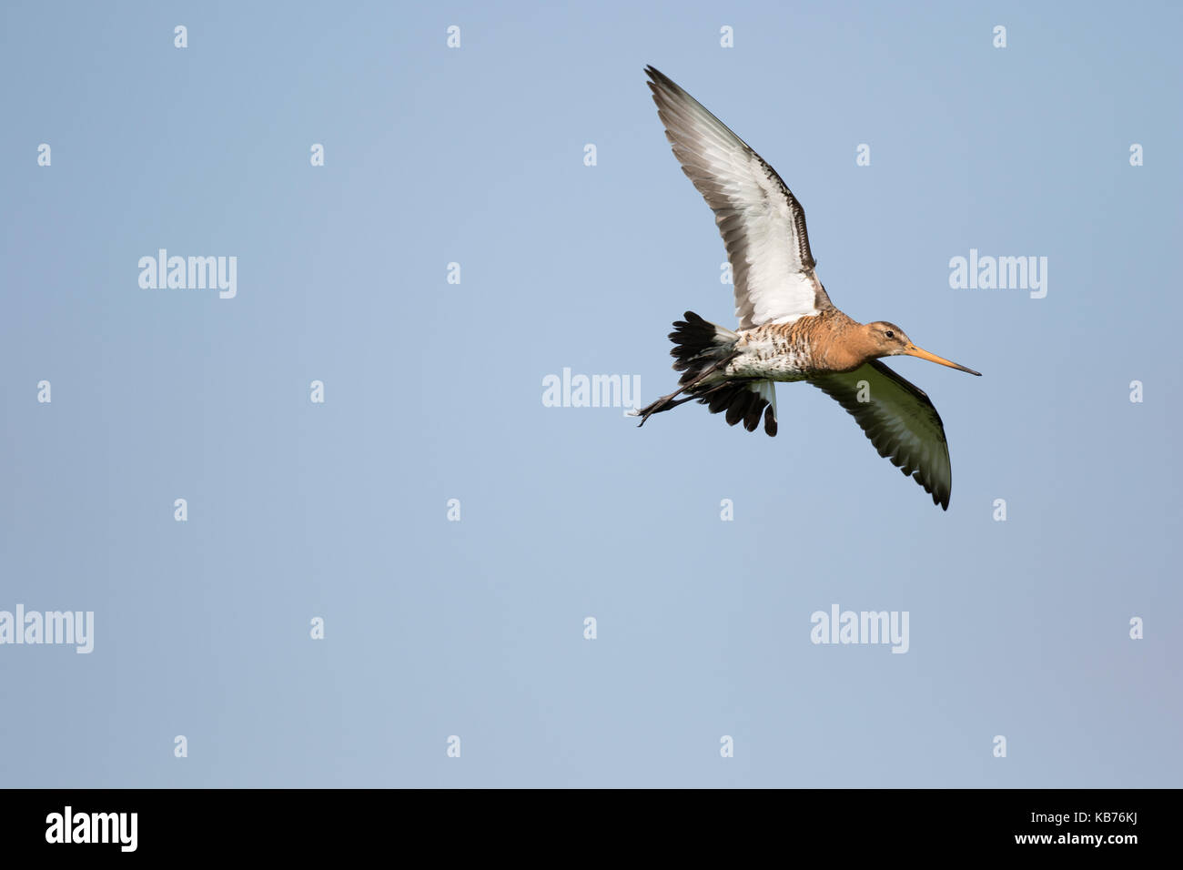 Black-tailed Godwit (Limosa Limosa) flying, The Netherlands, Gelderland, polder Arkemheen Stock Photo