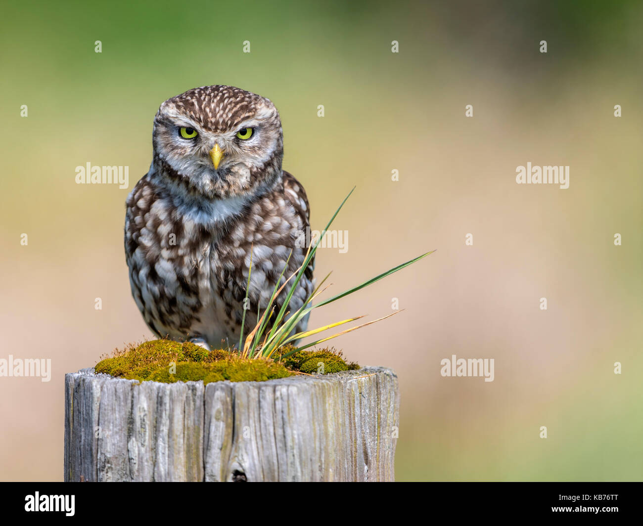 Little Owl (Athene noctua) on a pole and looking towards the camera, The Netherlands, Overijssel Stock Photo